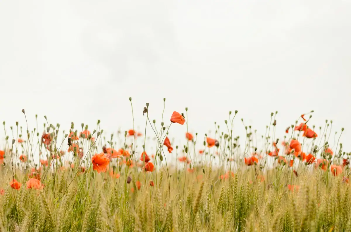 Poppies in a summer field